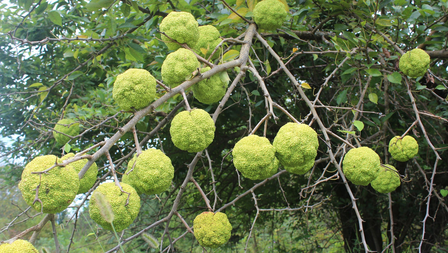 10 Hedge Ball Tree Seeds to Plant