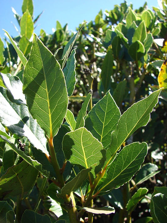 Bay Leaf Willow Tree - Get One Bay Leaf Willow Cutting to Grow - Guaranteed to Grow