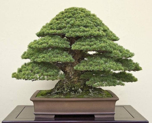 Bonsai Tree Japanese Black Pine Seeds - 20+ Seeds to Grow - Must Have Bonsai Specimen