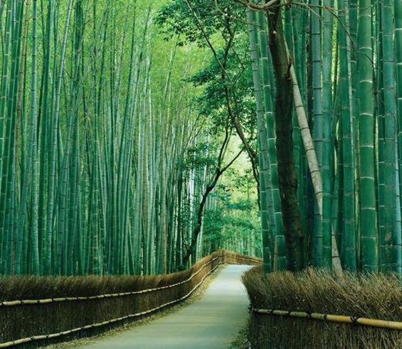 200+ Giant Bamboo Seeds to Grow - Grow Giant Bamboo