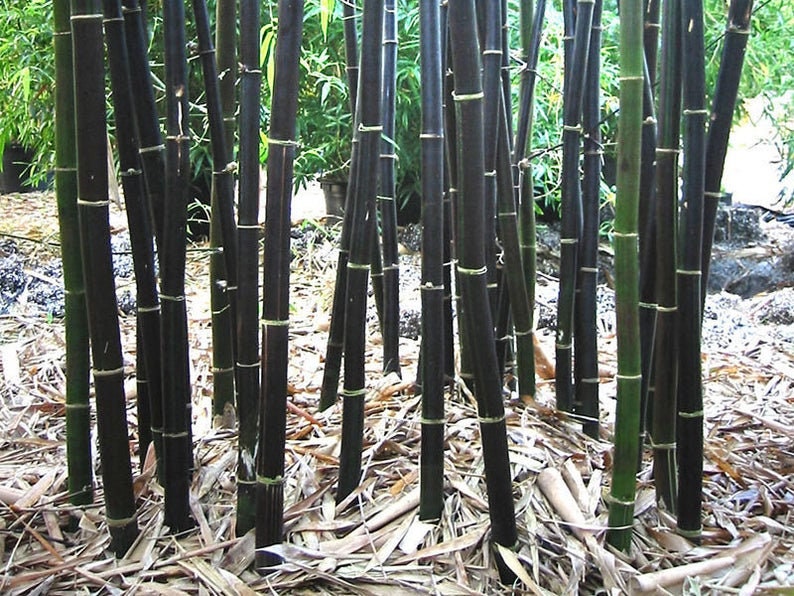 Rare Black Bamboo Seeds for Planting - 100+ Seeds - Grow Black Bamboo, Privacy Screen, Good for Environment - Ships from Iowa