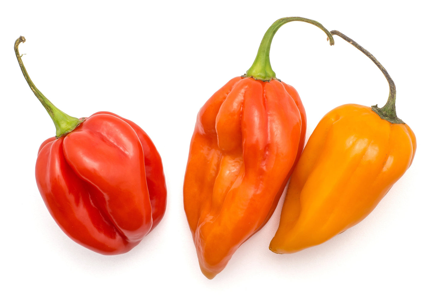 Habenero Pepper Seeds to Plant - 100+ Seeds - The Hottest Peppers! Add Amazing Flavor. Made in USA. Ships from Iowa