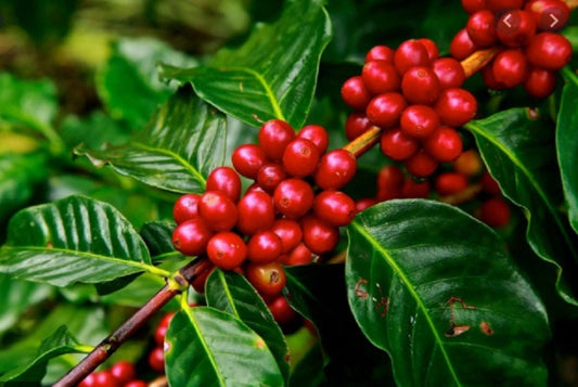 Arabica Coffee Tree Seeds - 5 Seeds to Plant - Great Exotic Indoor Houseplant