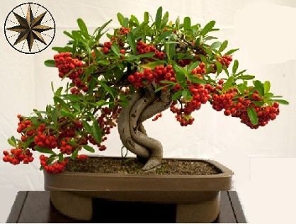 Bonsai Tree Arabica Coffee Seeds - 10 Seeds to Plant - Great Exotic Indoor Houseplant - Live Indoor Bonsai Tree