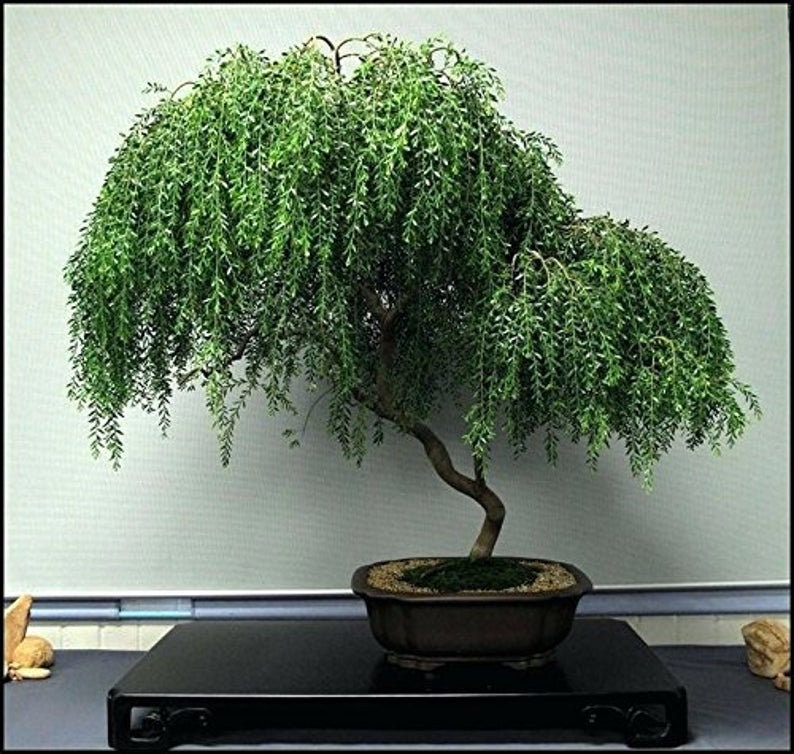 Bonsai Dwarf Weeping Willow Tree Cutting - Excellent Bonsai Tree -Mature Look Fast