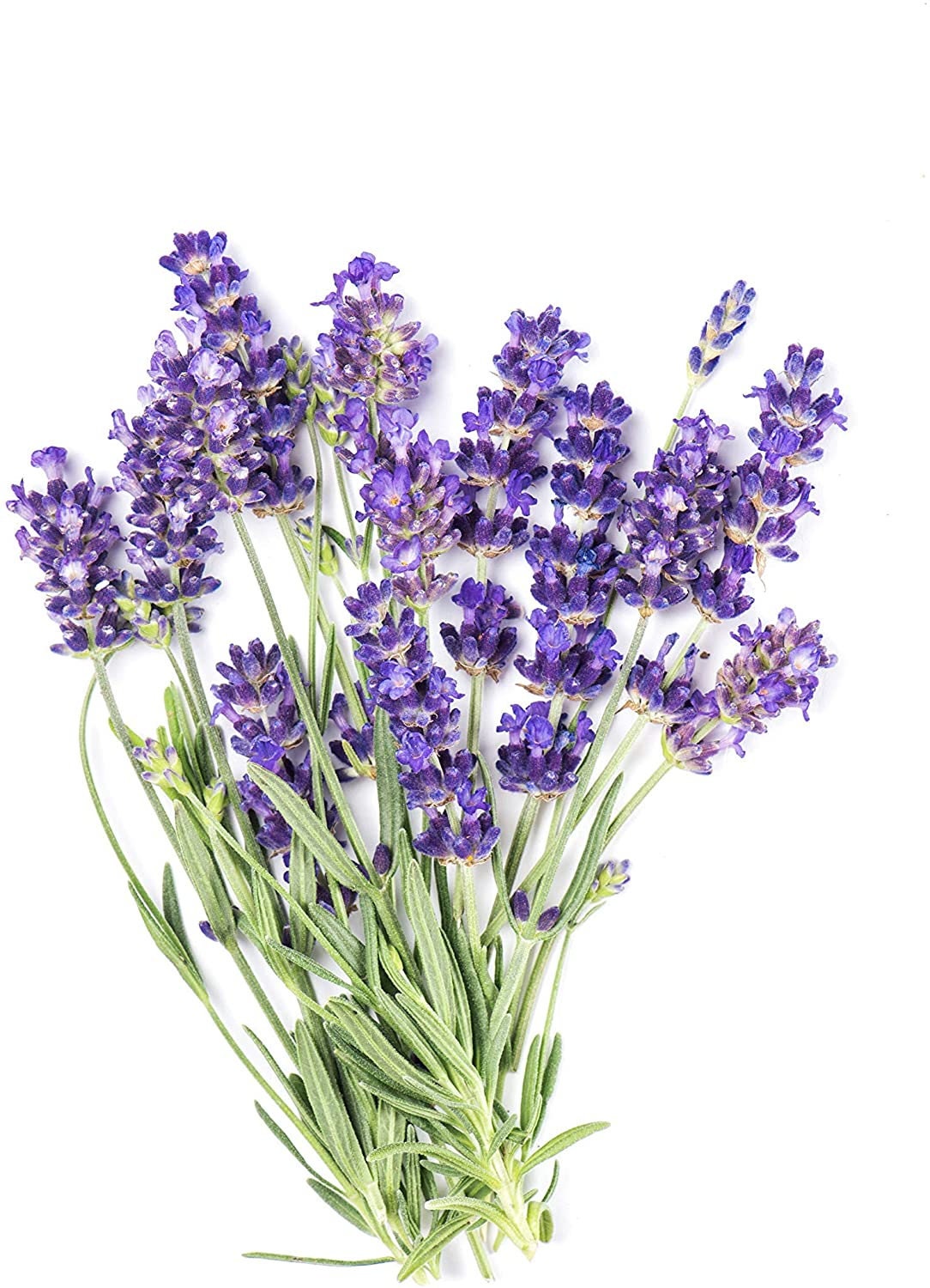 Lavender Seeds for Planting - Over 150 Seeds to Plant English Lavender Flower Herbs. Ships from Iowa, USA