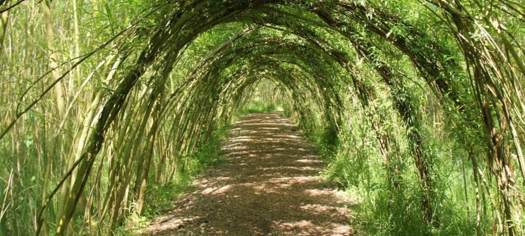 Living Willow Structure - 10 Trees - Iconic and Eye Appealing, Wedding Alter, Art Sculpture