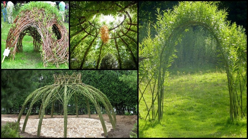 Living Willow Structure - 20 Trees - Iconic and Eye Appealing, Wedding Alter, Art