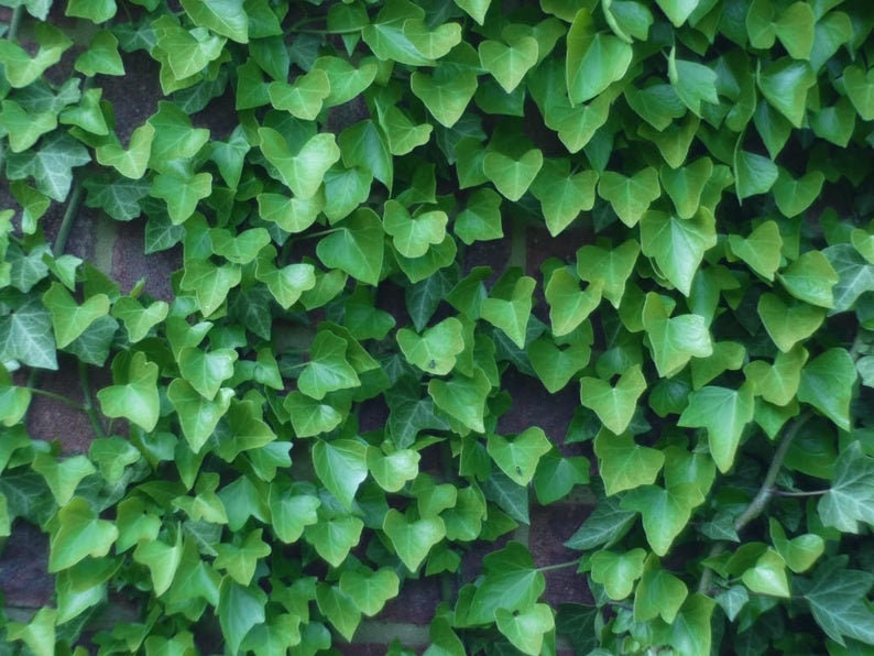 Creeping Boston Ivy Seeds - 20+ Seeds to Grow - Covers Buildings, Looks Amazing, Japanese Creeper. Ship from USA