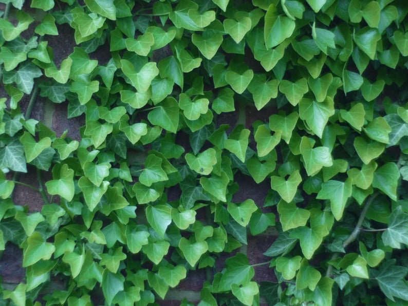 Boston Ivy Seeds - 10 Seeds to Grow - Covers Buildings, Looks Amazing, Japanese Creeper