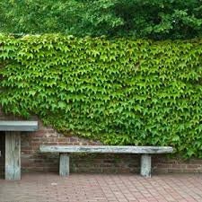 Boston Ivy Seeds - 10 Seeds to Grow - Covers Buildings, Looks Amazing, Japanese Creeper