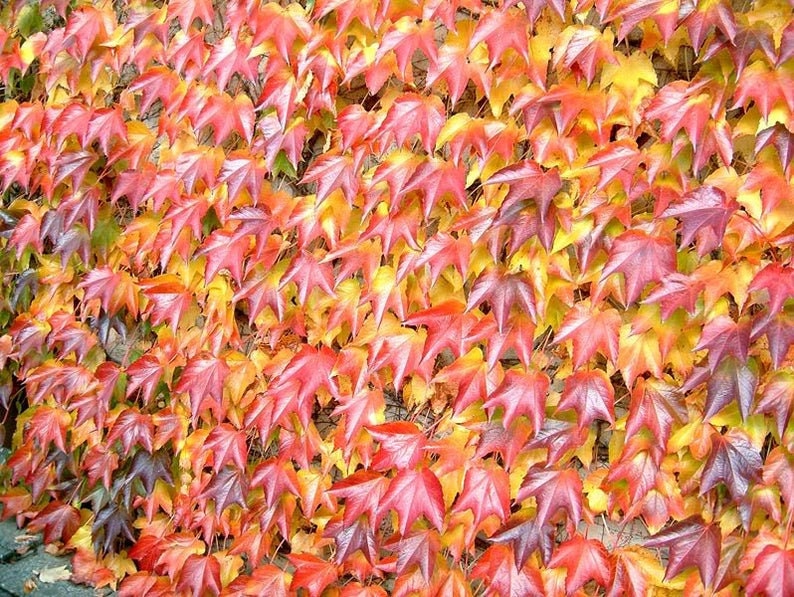 Japanese Ivy Seeds - 50+ Seeds to Grow - Covers Buildings, Looks Amazing, Japanese Creeper. Ship from USA