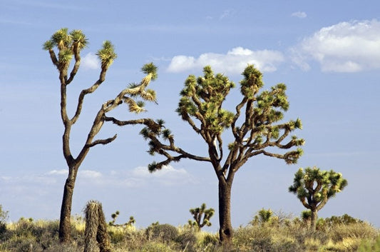 Joshua Tree Seeds - 10 Seeds to Grow - Highly Prized Joshua Tree - Made in USA, Ships from Iowa