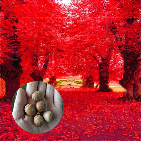 Red Oak Tree Seeds for Planting | 5 Seeds | Highly Prized for Bonsai, Red Oak Tree - 5 Seeds