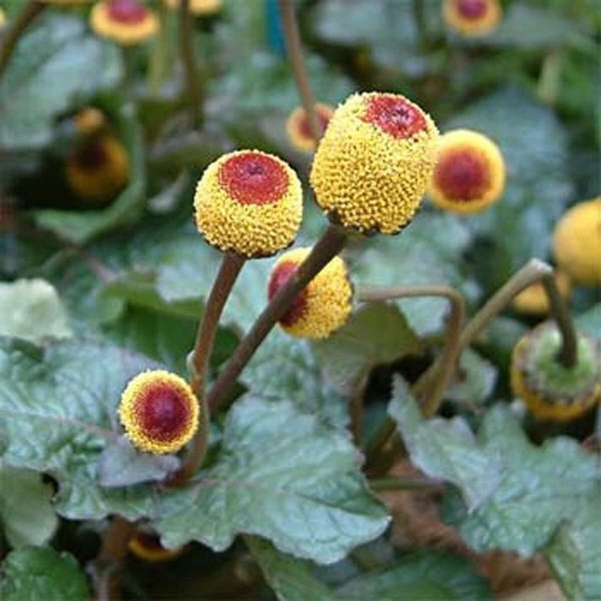 Toothache Plant Seeds - 50+ Seeds to Grow - Made in USA. Ships from Iowa - Rare Exotic Plants to Grow