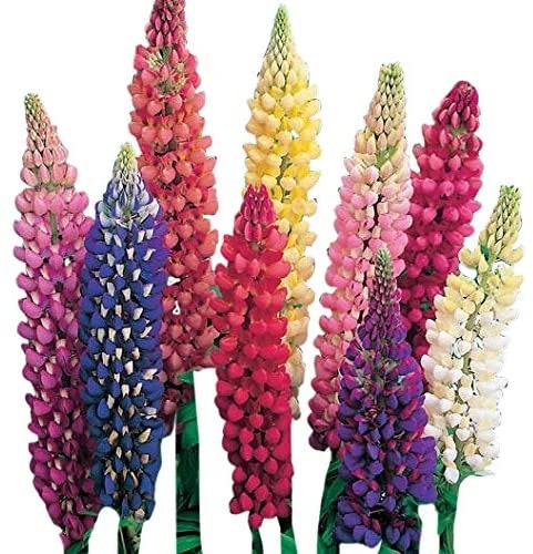 Giant Lupin Seeds - 50+ Seeds to Grow - Exotic Flower Seeds