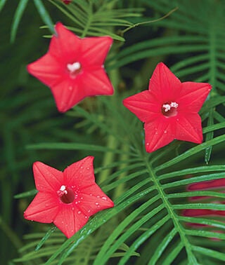 Flowering Cypress Vines Seeds - 20+ Seeds to Grow. Creeping Cypress Vine. Ship from USA