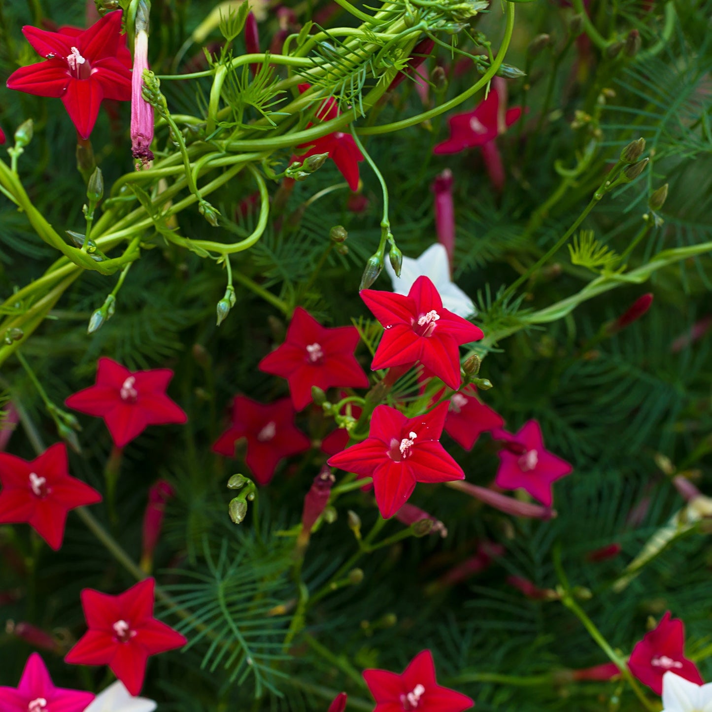 Flowering Cypress Vines Seeds - 20+ Seeds to Grow. Creeping Cypress Vine. Ship from USA