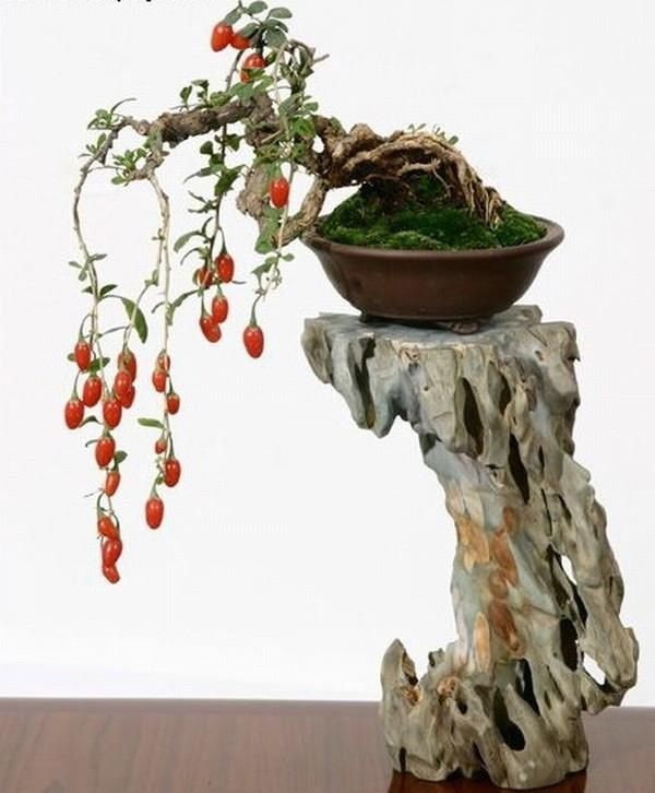 Bonsai Tree Goji Berry Tree Seeds - Highly Prized Fruit Bonsai - 10 Seeds to Grow