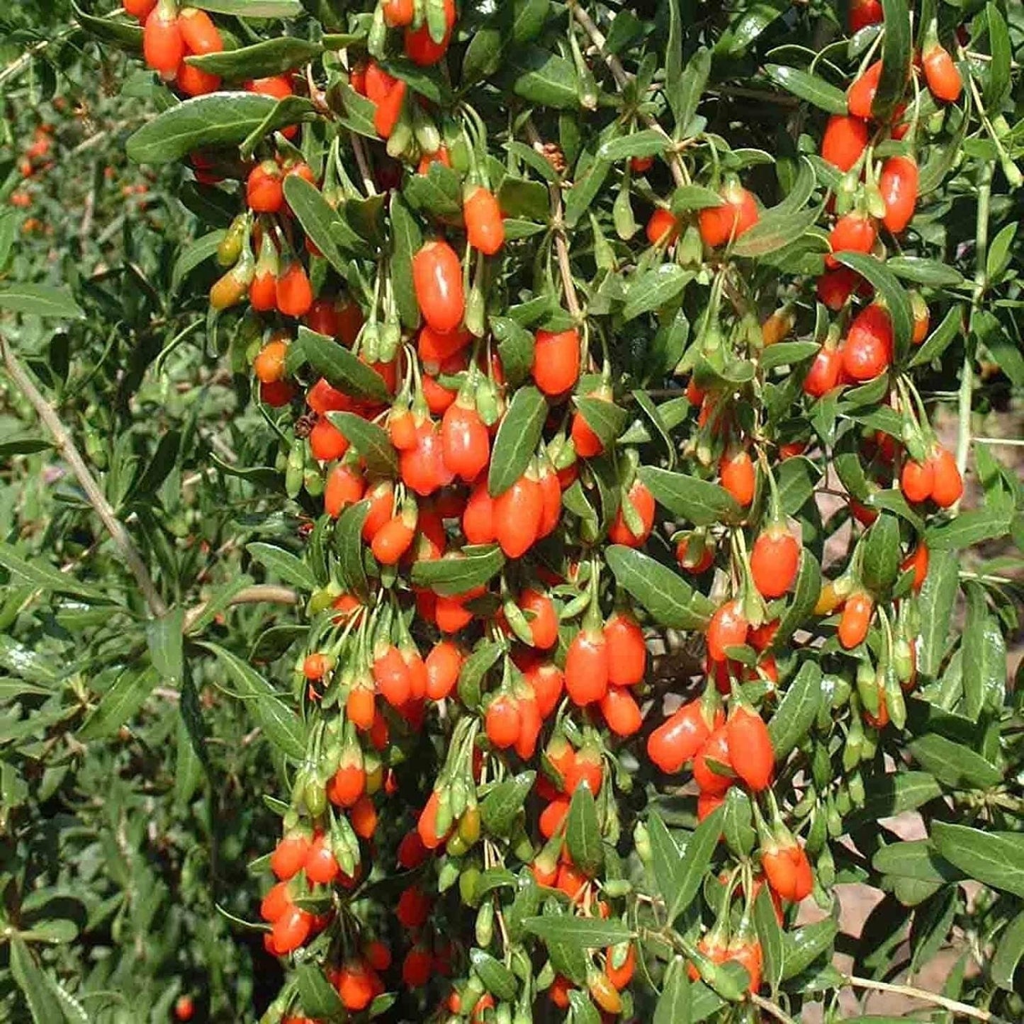 Goji Berry Tree Seeds, 10 Pack - Highly Prized Fruit - 10 Seeds to Grow