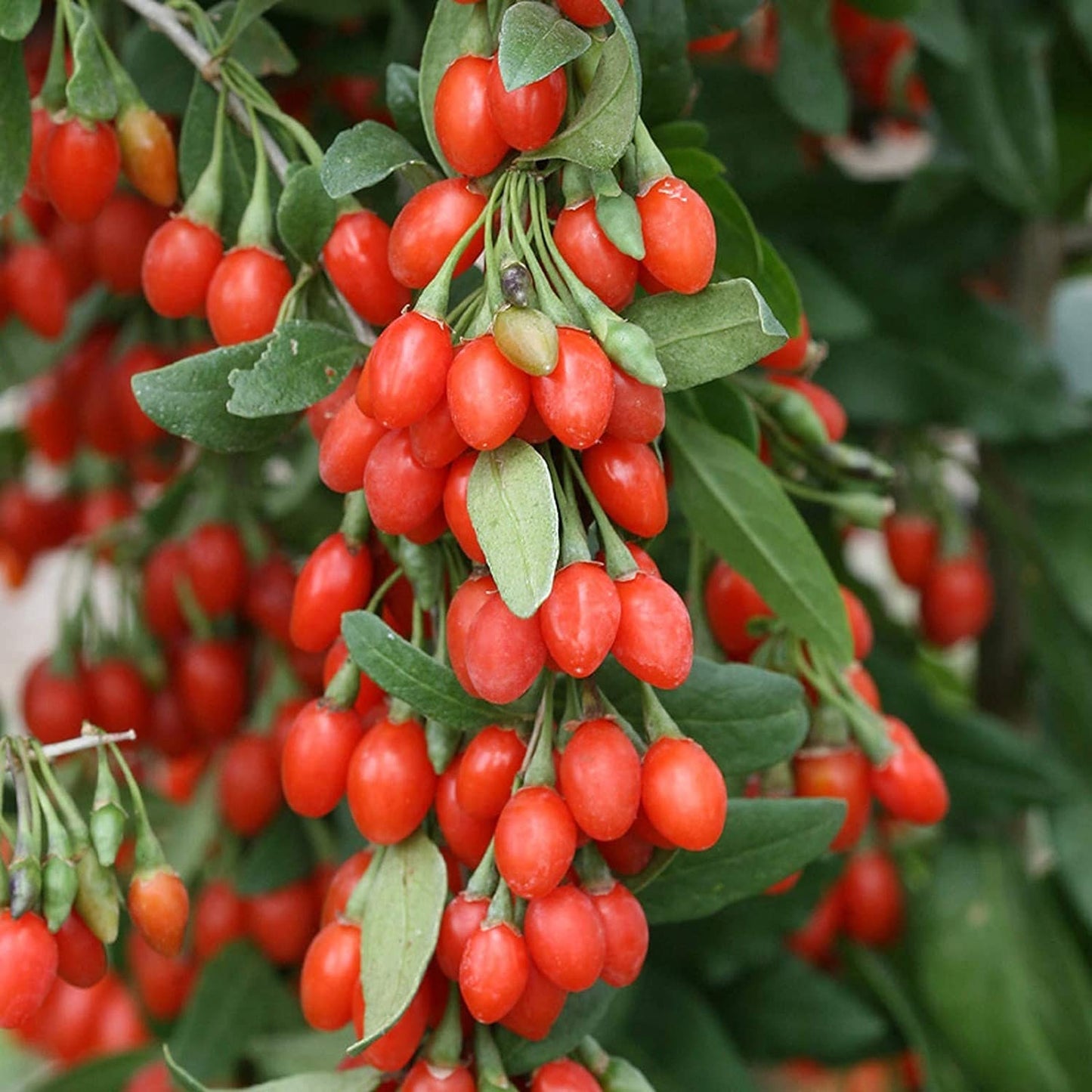 Goji Berry Tree Seeds, 10 Pack - Highly Prized Fruit - 10 Seeds to Grow