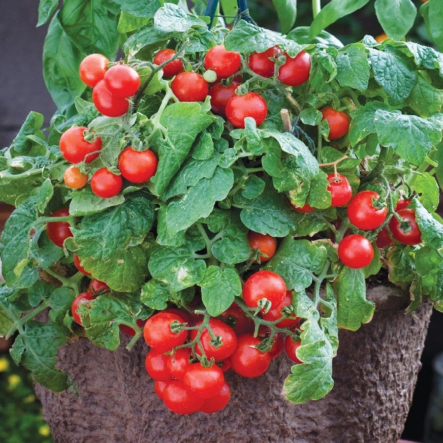 Dwarf Bush Cherry Tomatoes Seeds for Planting - Grow Delicious Cherry Tomatos for Salads or Cooking