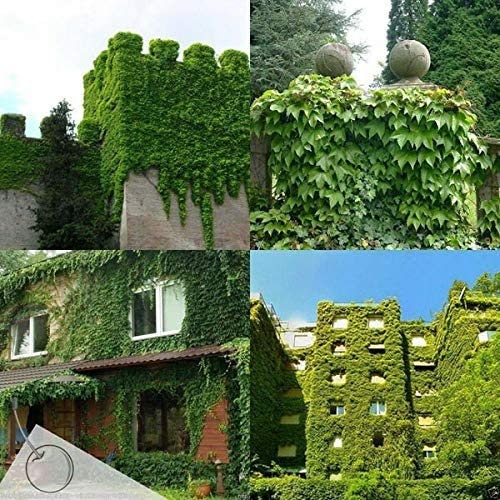 Boston Ivy Seeds - 50+ Seeds to Grow - Covers Buildings, Looks Amazing, Japanese Creeper. Ship from USA