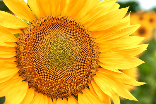 Giant Russian Mammoth Sunflower Seeds to Plant - 20 Seeds - Grow These Giant Garden Sunflower. Can Reach 12 ft Tall.