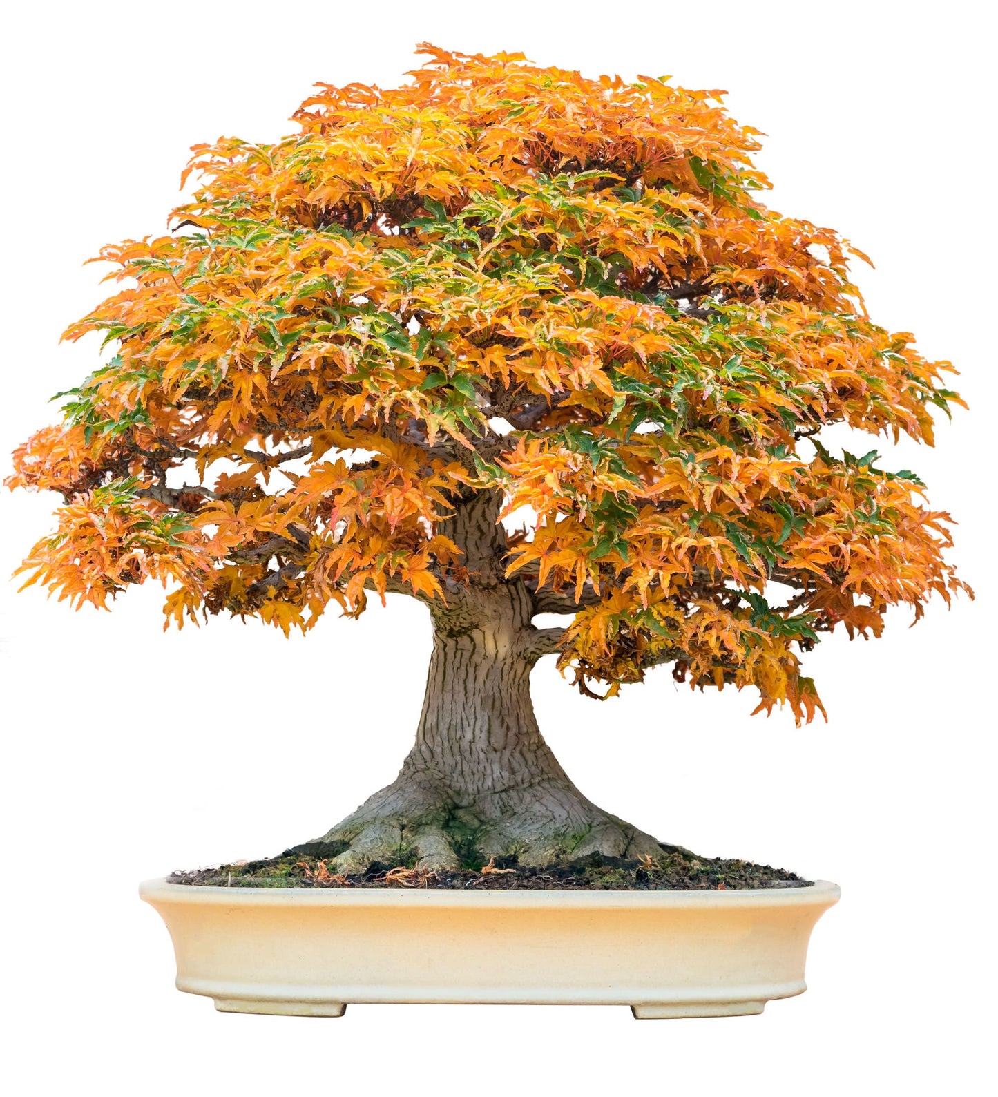 Bonsai Tree Seeds, Trident Maple | 30+ Seeds | Highly Prized for Bonsai, (Acer buergerianum)