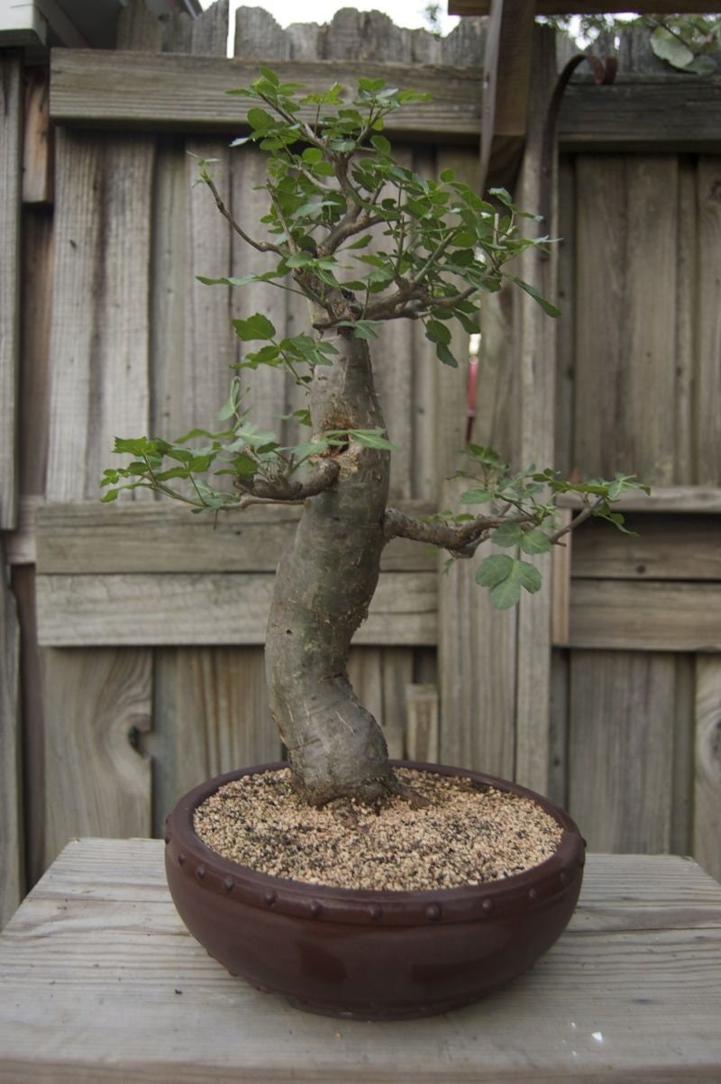 Baobab Tree Seeds - 5 Seeds to Grow - Highly Prized Baobab Tree - Ships from Iowa. Exotic Baobab Tree Seeds to Grow