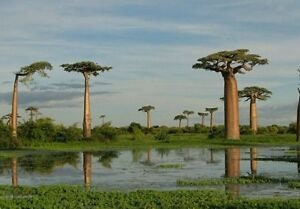 Baobab Tree Seeds - 5 Seeds to Grow - Highly Prized Baobab Tree - Ships from Iowa. Exotic Baobab Tree Seeds to Grow