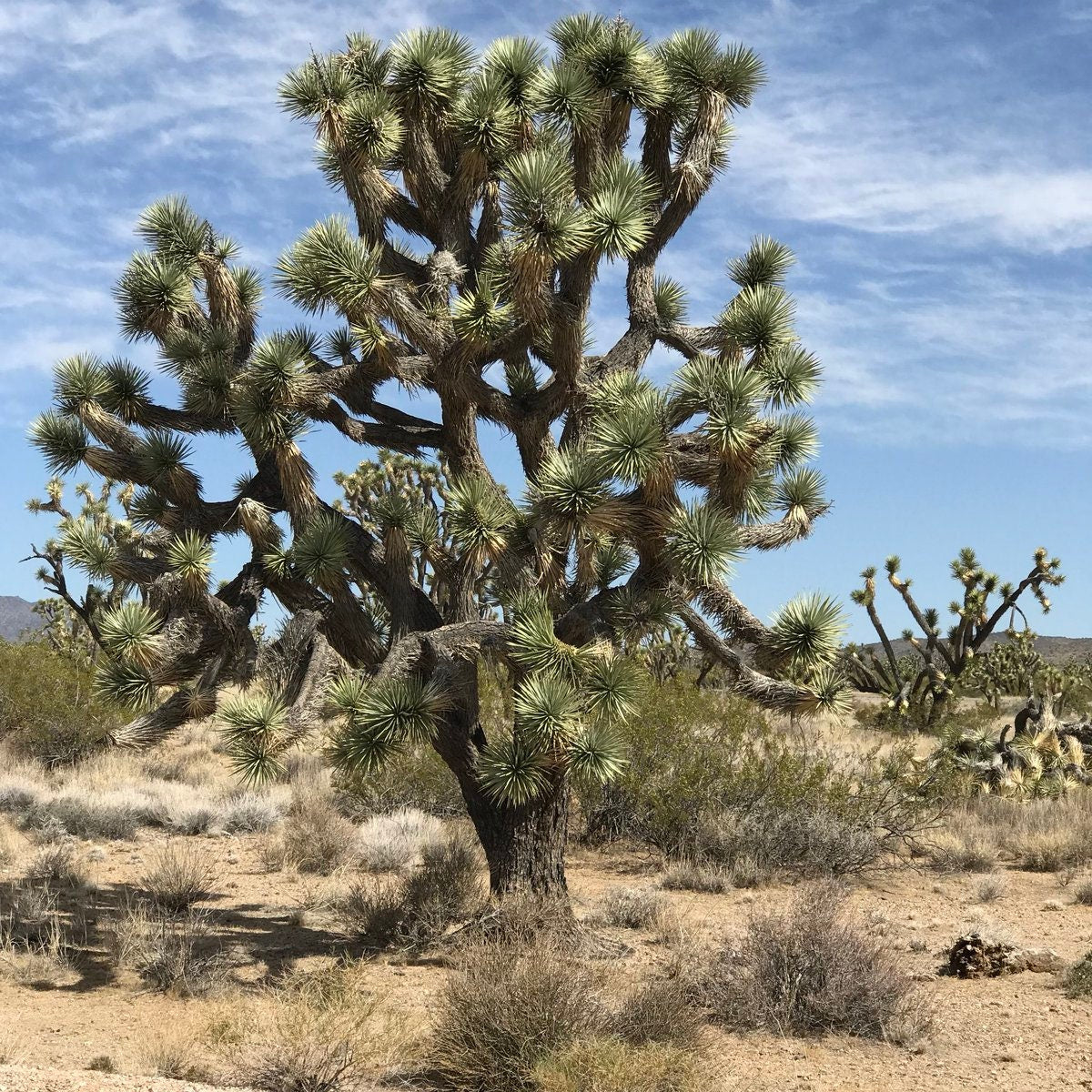 Joshua Tree Seeds - 10 Seeds to Grow - Highly Prized Joshua Tree - Made in USA, Ships from Iowa