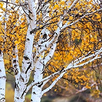 birch tree bonsai Bonsai White Paper Birch Tree Seeds for Planting | 100+ Seeds