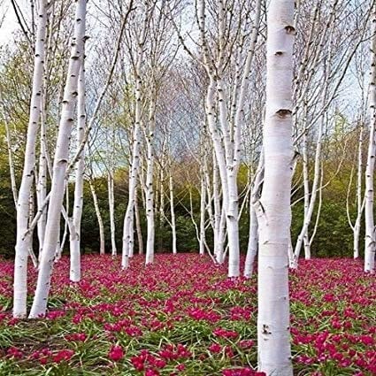 White Paper Birch Tree Seeds for Planting 100+ Seeds | Highly Prized for Bonsai, Paper Birch Tree - 100+Seeds