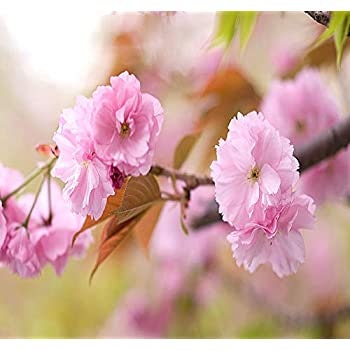 Weeping Cherry Tree Seeds for Planting | 10+ Seeds | Highly Prized for Bonsai, Weeping Cherry Tree - 10+Seeds - Outdoor Flowering Tree