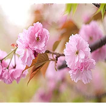 Weeping Cherry Blossom Bonsai Tree Seeds for Planting | Highly Prized for Bonsai, Weeping Cherry Tree