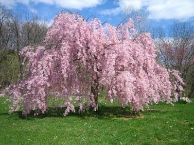 Weeping Cherry Tree Seeds for Planting | 10+ Seeds | Highly Prized for Bonsai, Weeping Cherry Tree - 10+Seeds - Outdoor Flowering Tree