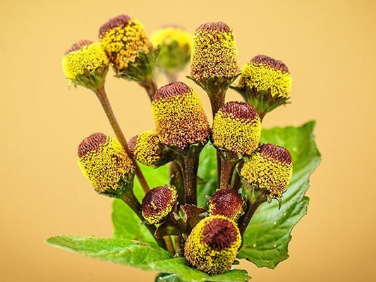 Toothache Plant Seeds - 50+ Seeds to Grow - Made in USA. Ships from Iowa - Rare Exotic Plants to Grow