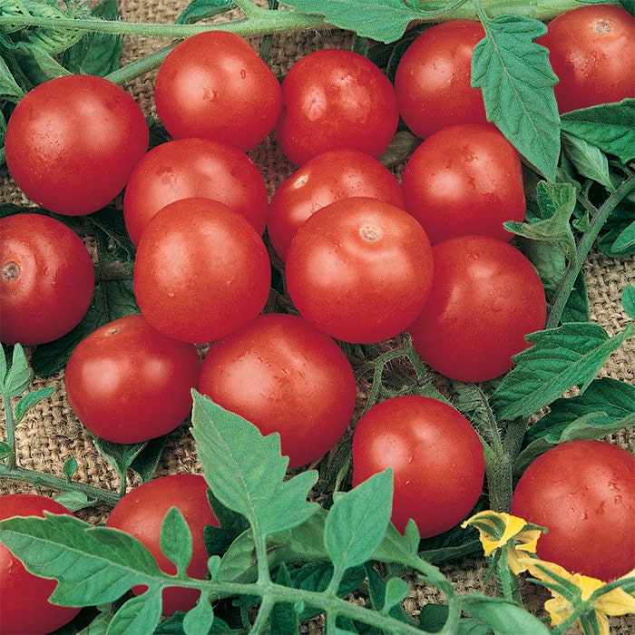 Dwarf Bush Cherry Tomatoes Seeds for Planting - Grow Delicious Cherry Tomatos for Salads or Cooking