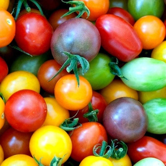 Rainbow Cherry Tomato Seeds for Planting - 100+ Seeds - Amazing Colors and Taste - Great for Salads - Made in USA. Ships from Iowa.