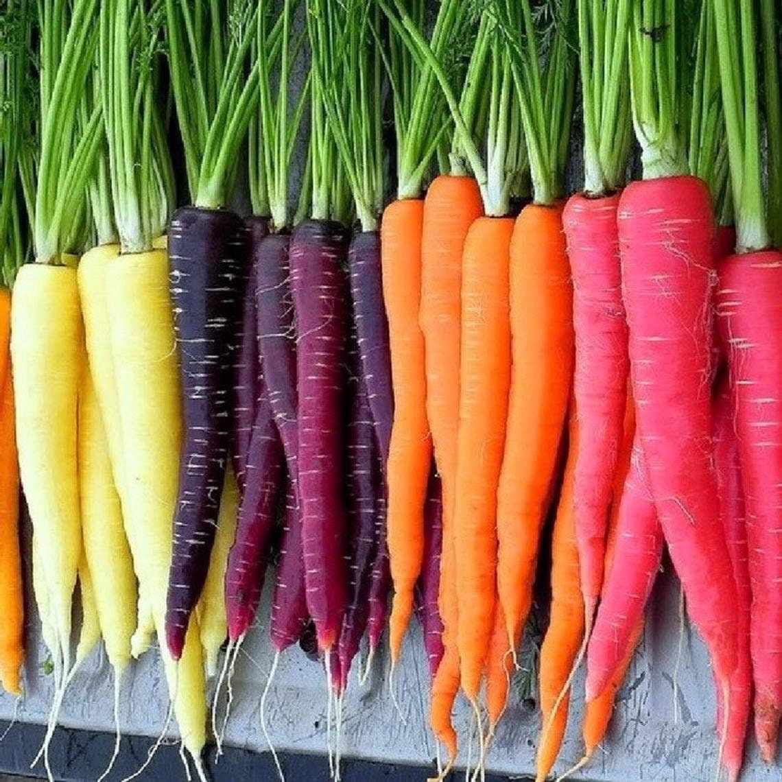 Rainbow Carrot Seeds for Planting - 250+ Seeds - Grow Exotic Edible Garden Vegetables - Made in USA