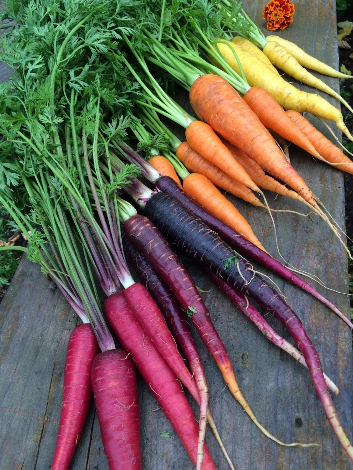 Rainbow Carrot Seeds for Planting - 250+ Seeds - Grow Exotic Edible Garden Vegetables - Made in USA