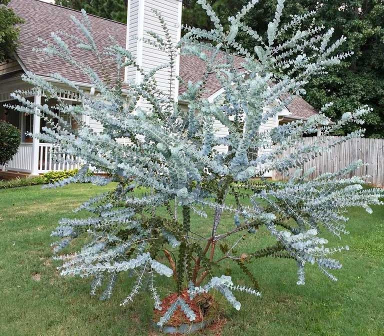 25+ Silver Drop Eucalyptus Tree Seeds - Made in USA. Ships from Iowa. Great as Bonsai or Floral Arrangements