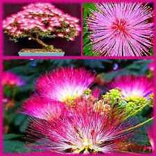 20 Bonsai Mimosa Flower Tree Seeds - Made in USA, Ships from Iowa. Exotic and Rare Flowering Bonsai Seeds to Grow