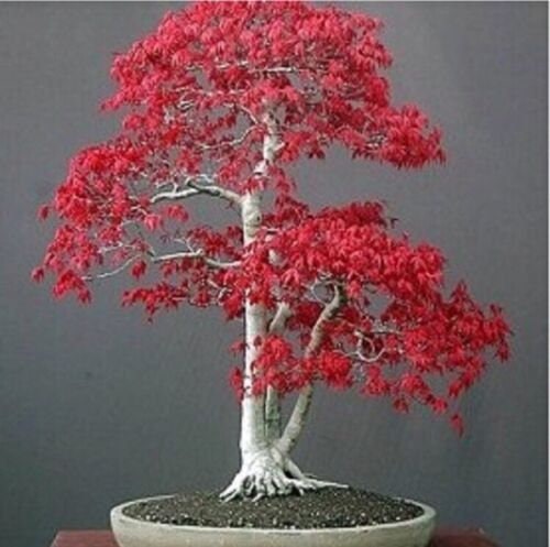 Custom Bonsai Seeds (4pack) You pick the types.