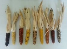 Tiny Tim Indian Corn Seeds - 10 Seeds - You Wont Find Any Smaller - Heirloom Dwarf Indian Corn