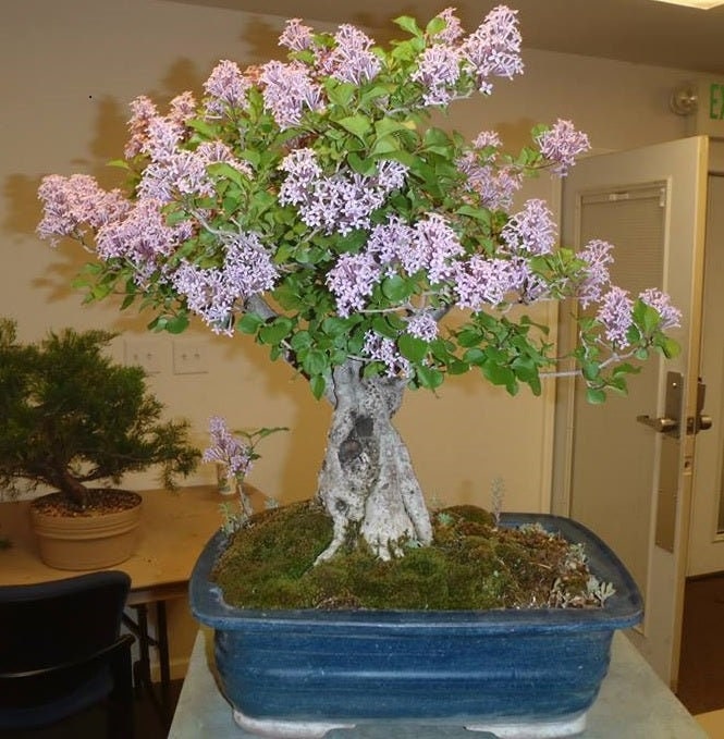 purple bonsai tree for sale Bonsai Tree Seeds, White Lilac | 20+ Seeds