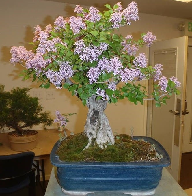 Bonsai Tree Seeds, White Lilac | 20+ Seeds | Highly Prized for Bonsai, Fragrant White Flowers