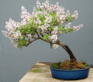 Early White Lilac Seeds for Planting | 20+ Seeds | Highly Prized for Bonsai, Fragrant White Flowers