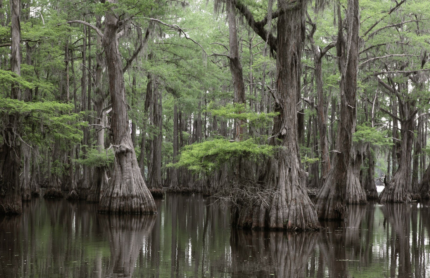 Bald Cypress Bonsai Seeds for Planting | 10 Seeds | Exotic Evergreen Bonsai Tree Seeds for Planting